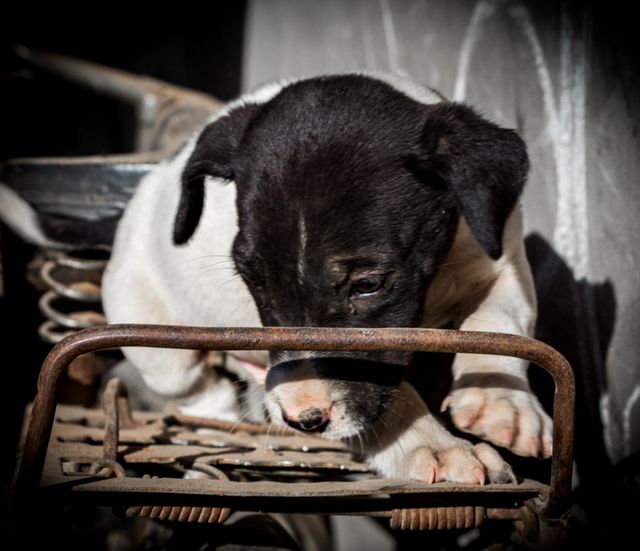 Dog on bicycle