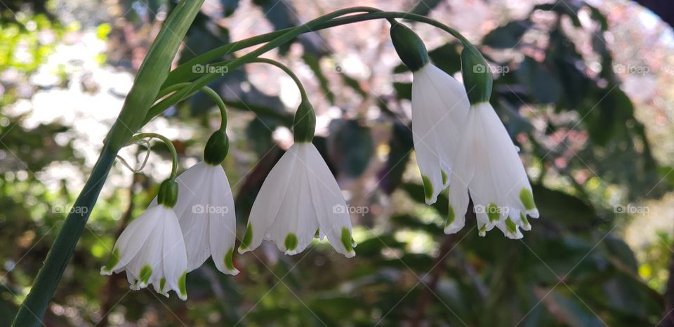delicate white flowers with green spots on their petals in a garden
