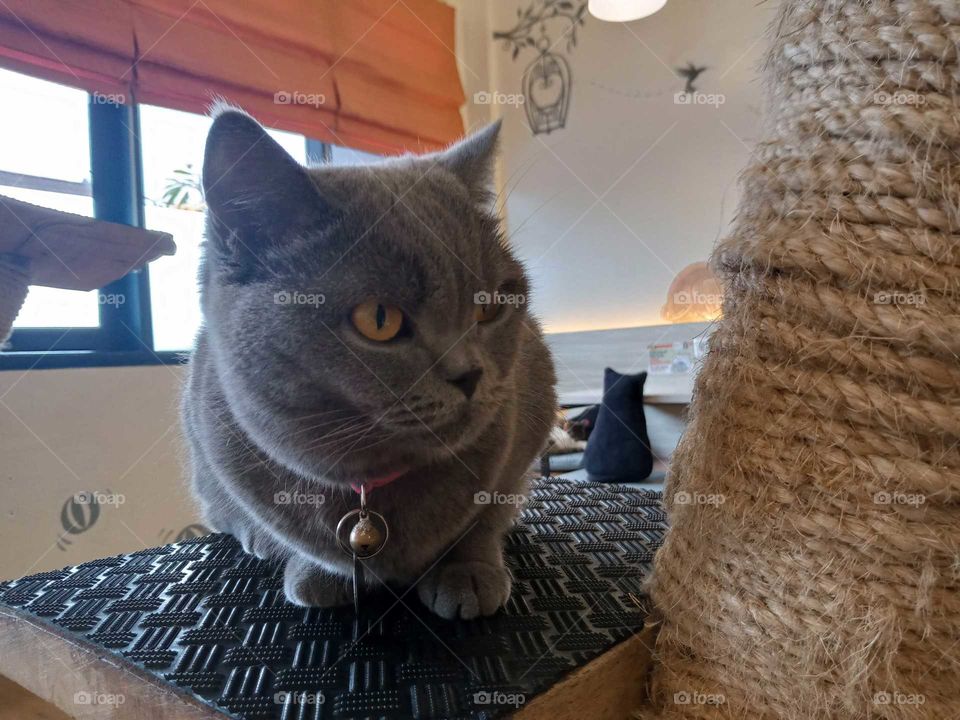 Grey cat keeps eyes on something