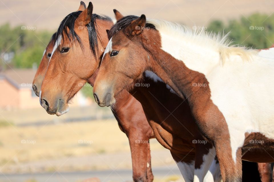 Pair of wild mustang horses standing side by side (a Paint horse mare and a chestnut) 