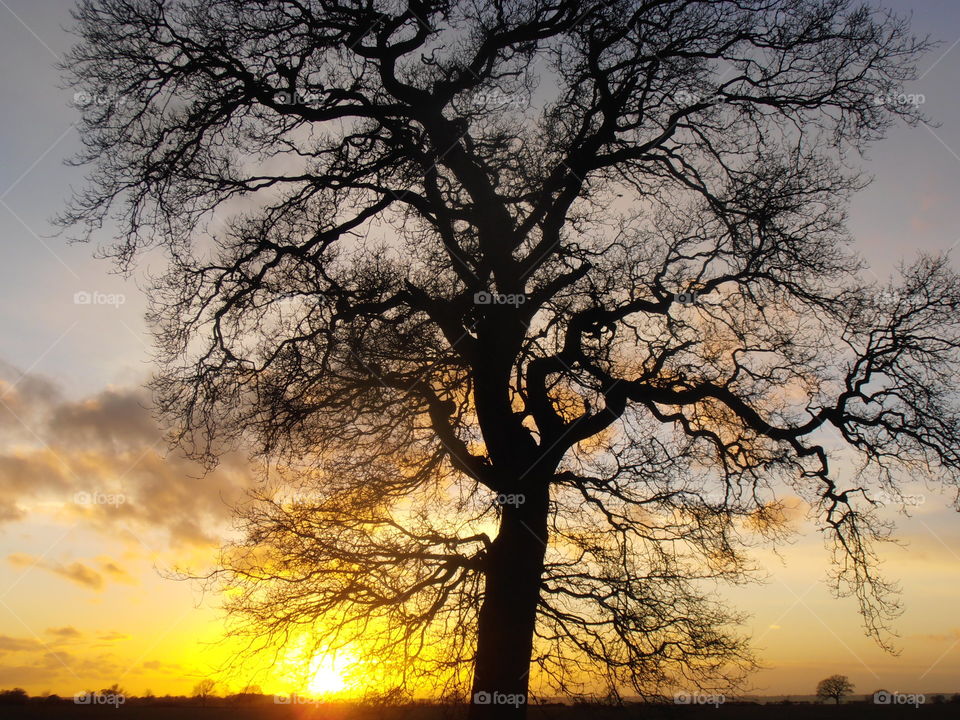 Tree At Sunset