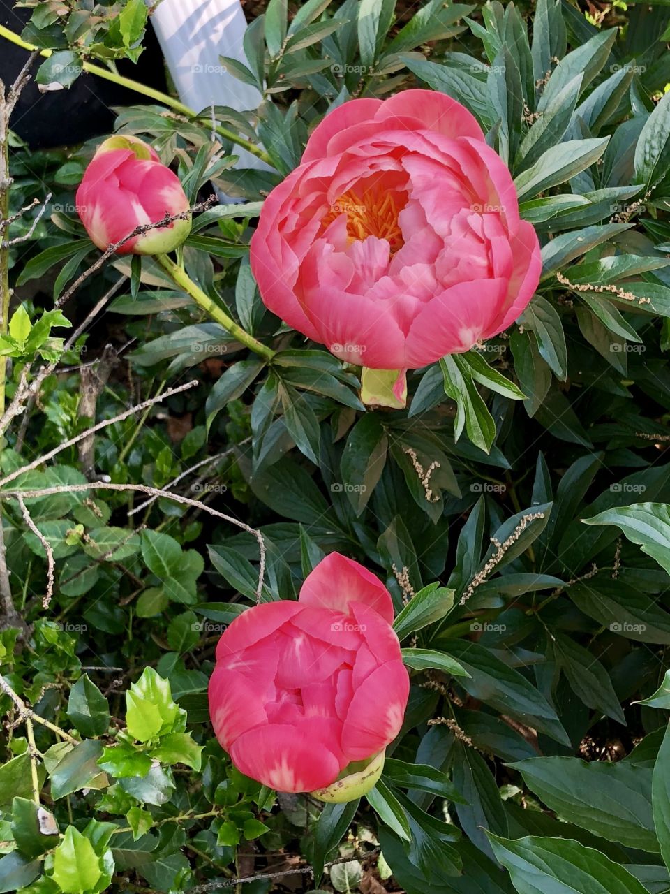 Pink peony 