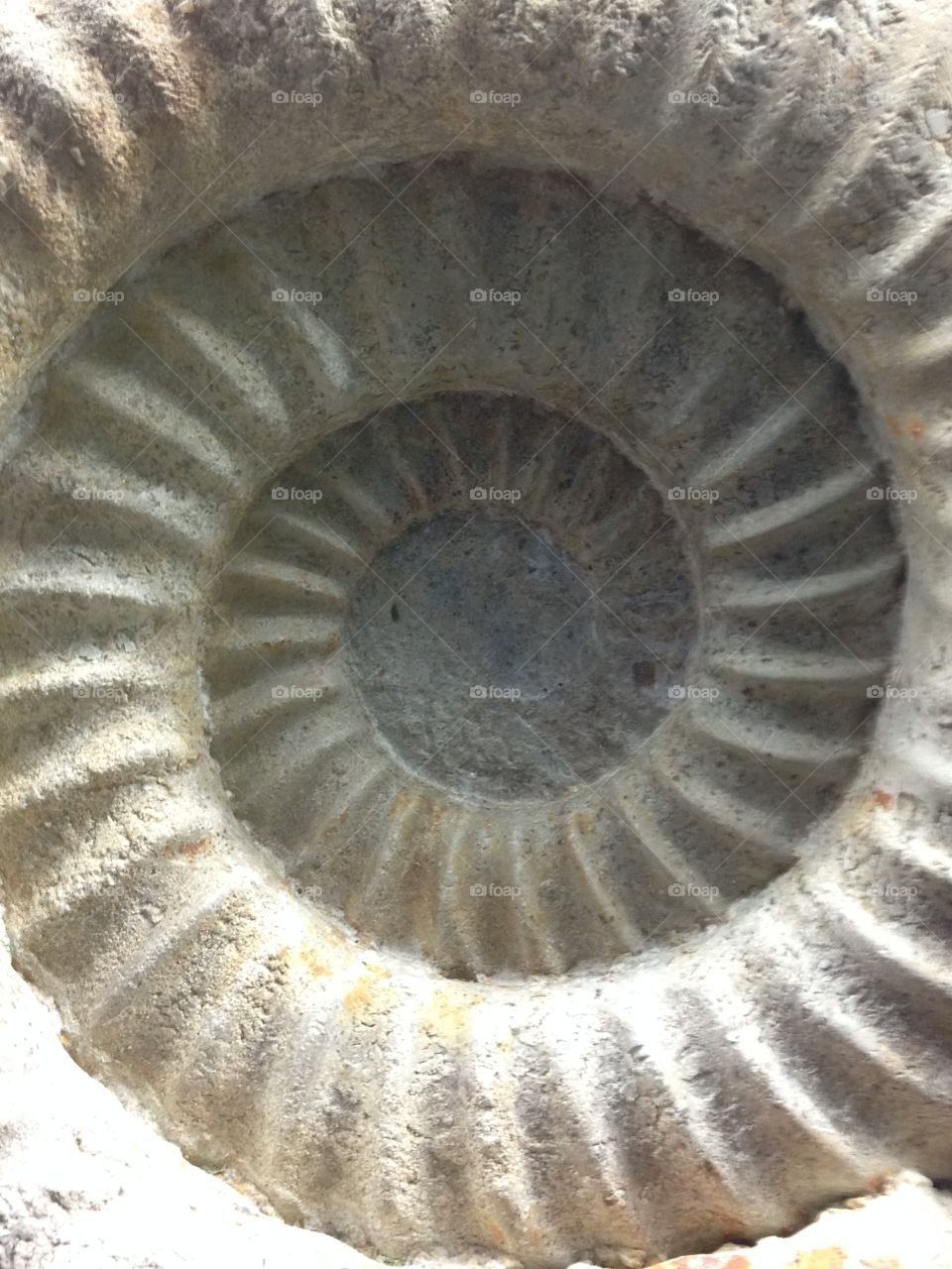 Fossil close up 