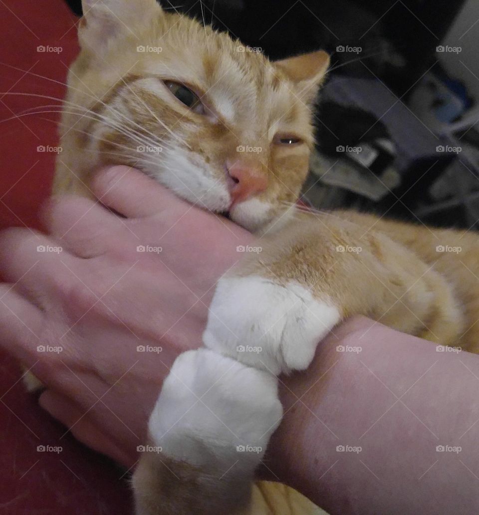 cat cat hugging hand