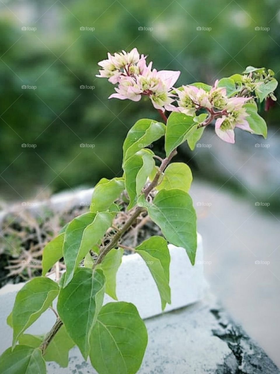 I am going to try to pay attention to the spring. I am going to look around at all the flowers, and look up at the hectic trees. I am going to close my eyes and listen.