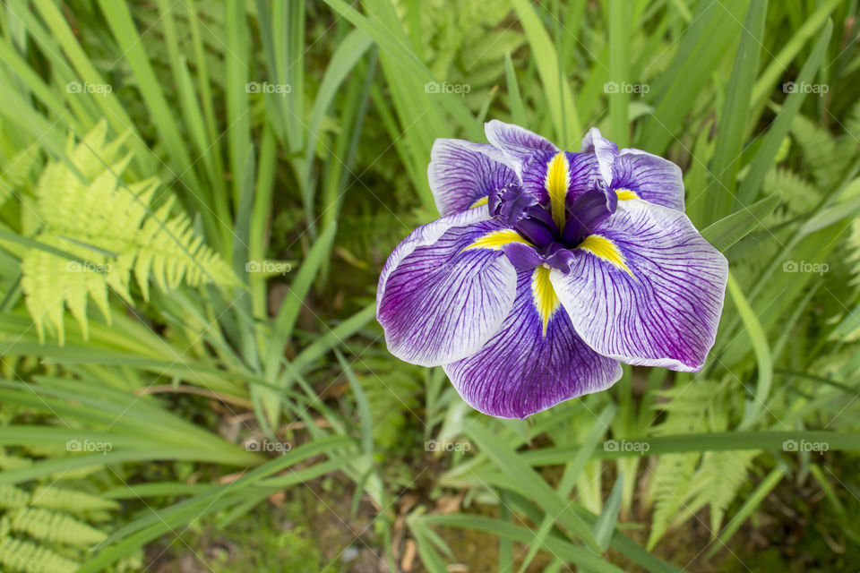 Purple iris in the spring forest