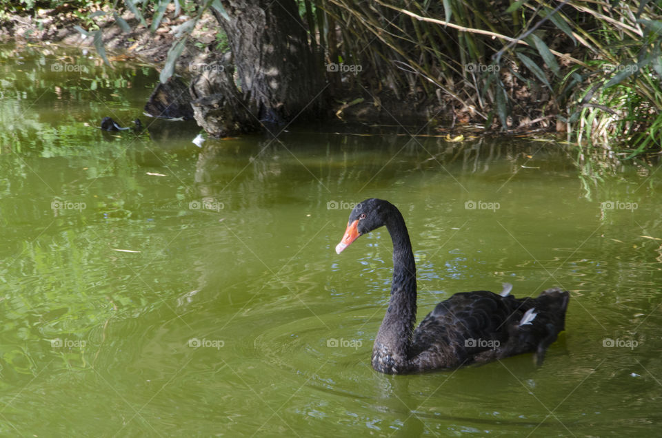 A rare black swan swimming in a lake 