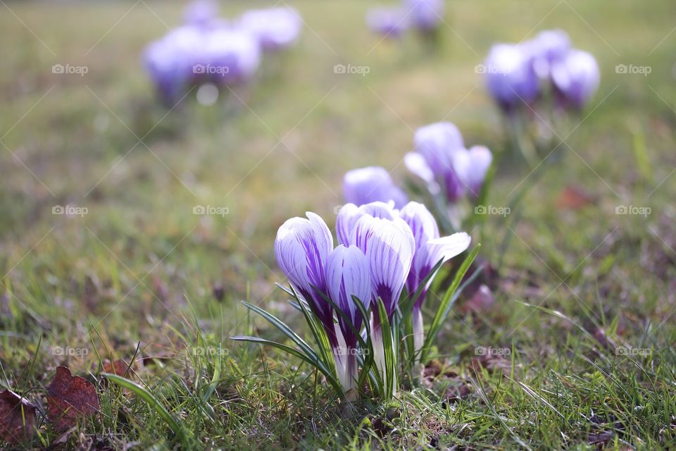 crocus in the park
