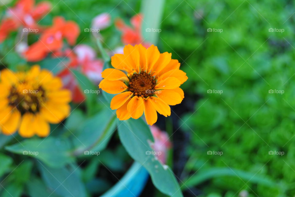 Orange Daisy