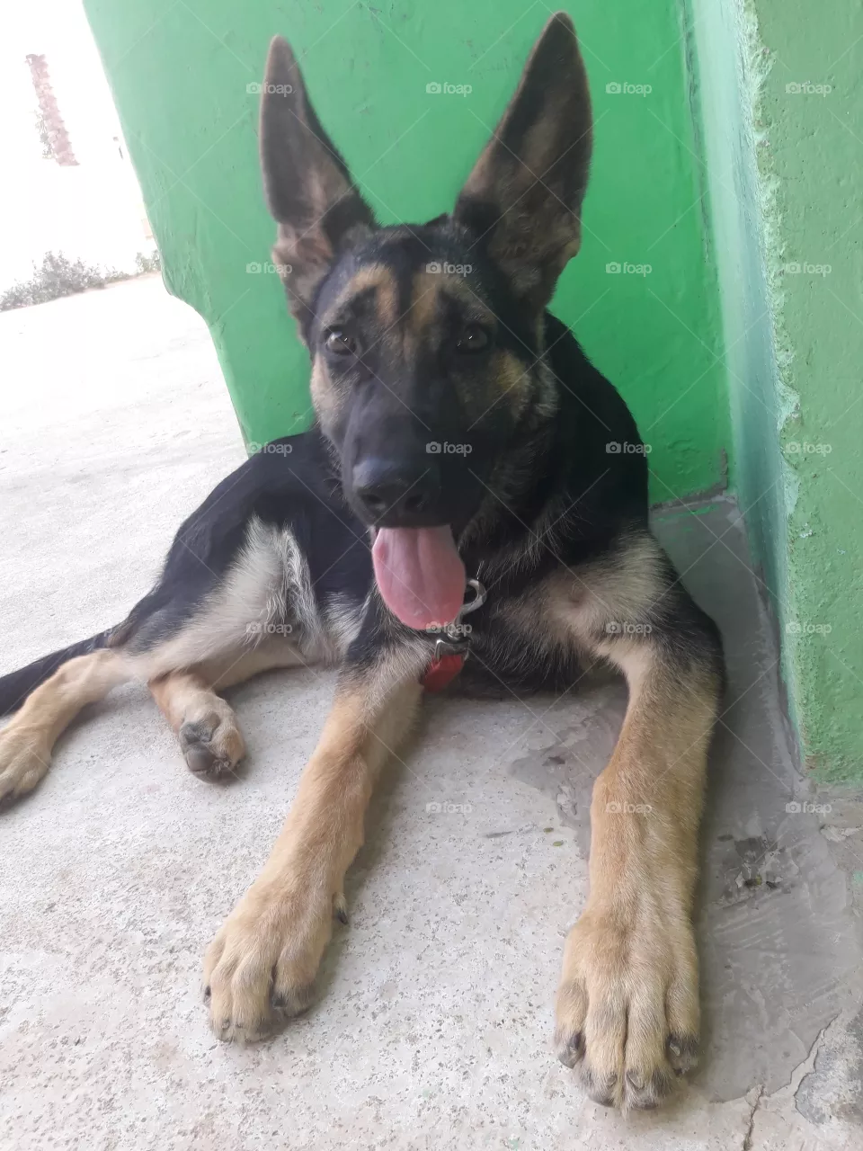 Dog