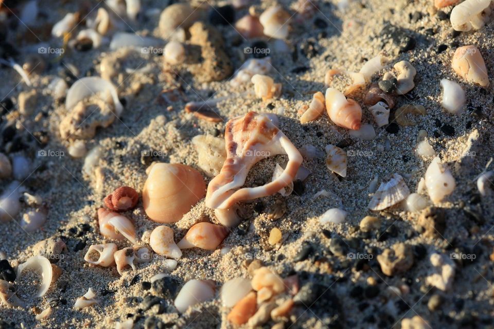 Shells on Kedrodasos beach microscope living summer feeling traveling sea life