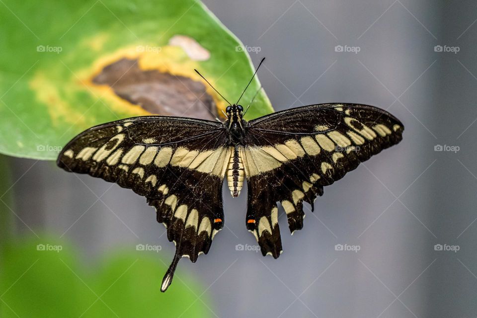 Yellow And Black Butterfly Hanging From Green Leaf