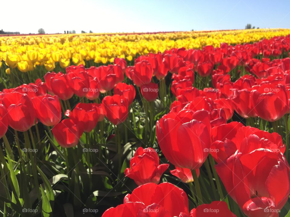 Red tulips