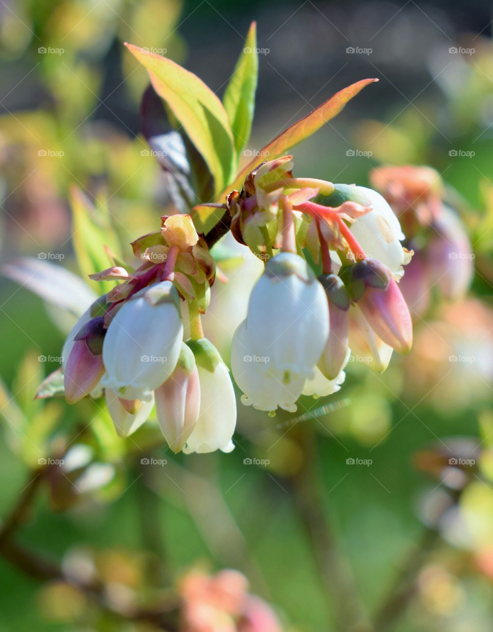 Blueberry  blossoms