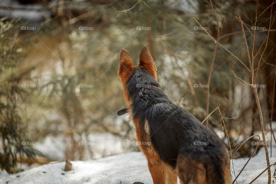 German shepherd young male dog walking outdoor at spring day