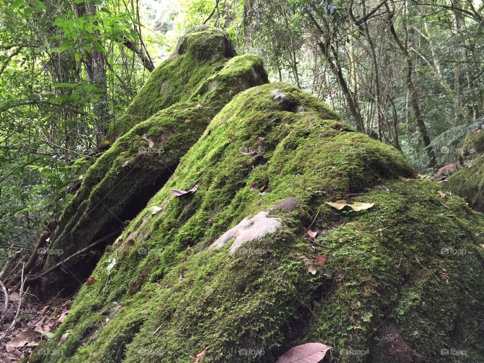 Rock covered with moss 