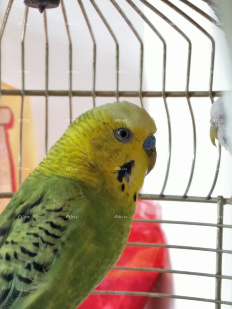 A little parrot Looking curious from the cage