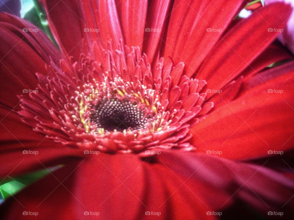 beautiful flower in my bouquet...