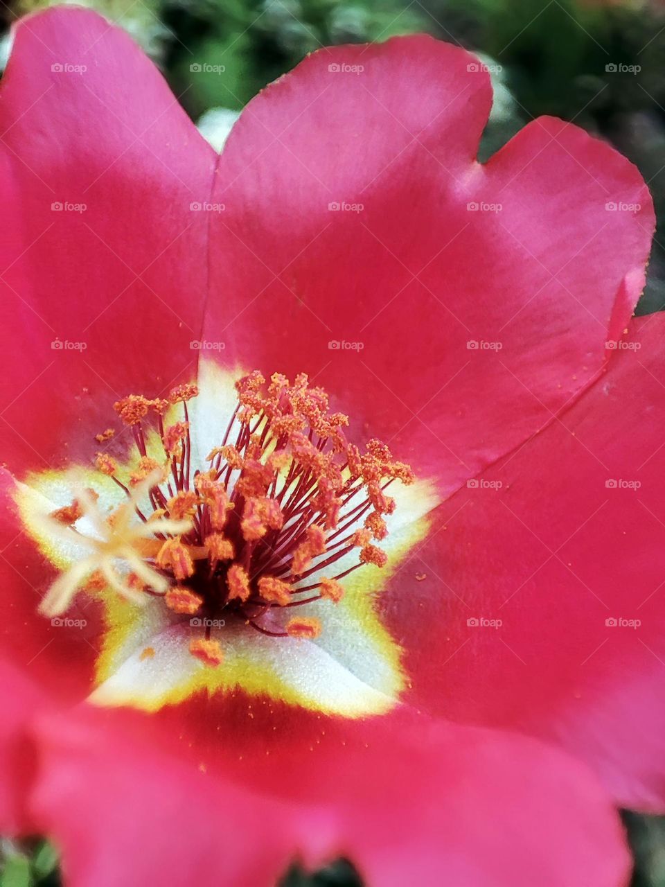 Macro photo of a flower growing in the garden