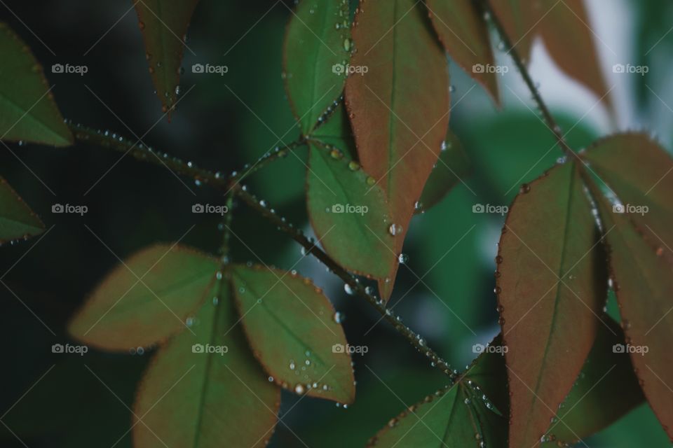 dew on plants