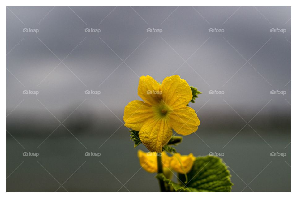 closeup and macro 🌻🏵️