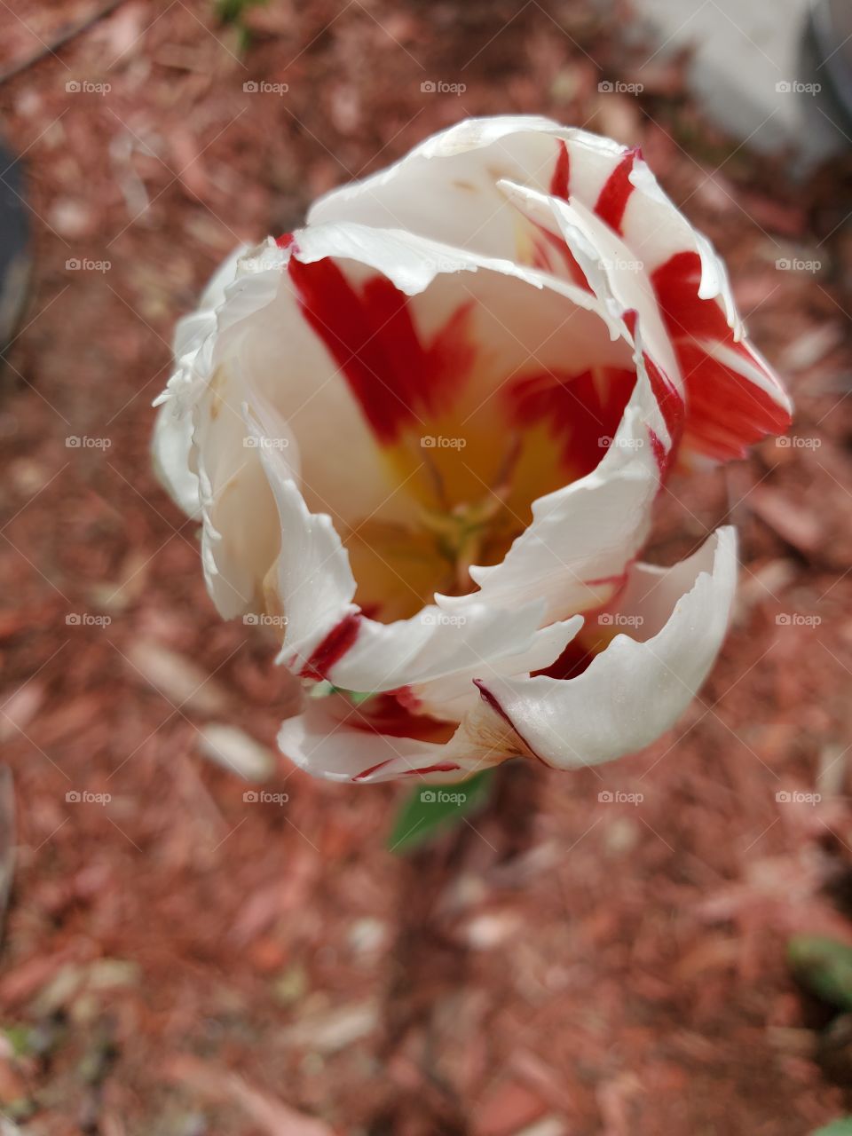 white and red tulip