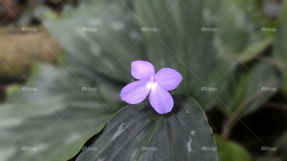 Purple Flower. The new flower in my garden