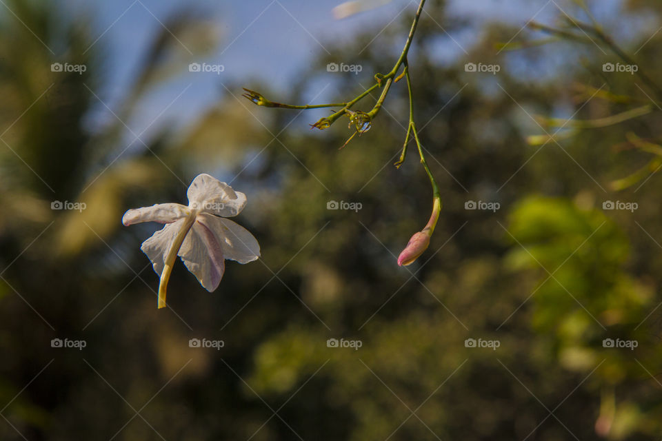 A falling flower