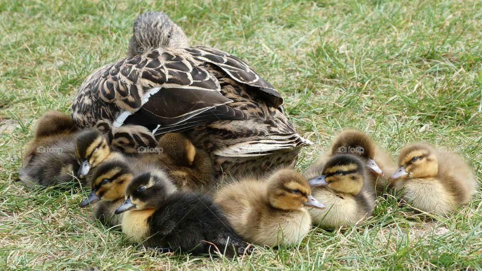 A family of ducklings 