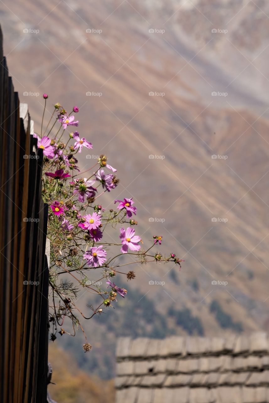 Beautiful flowers on the mountain background 