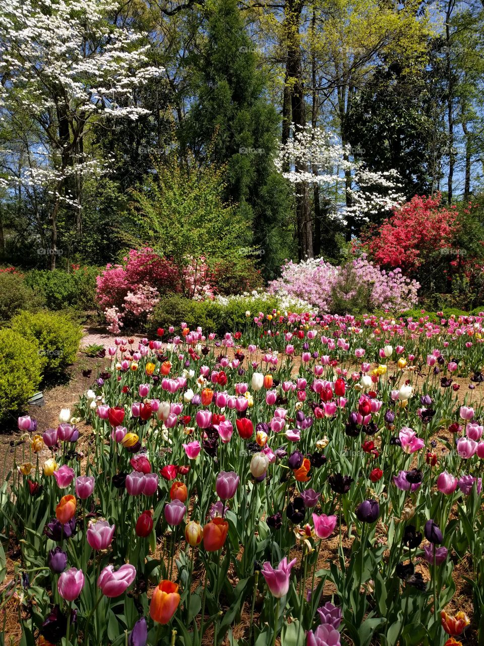 paths through the tulips with azaleas behind them, Dixon gardens, Memphis, TN, spring 2016