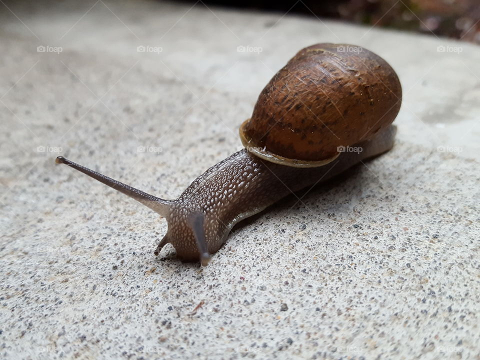 snail