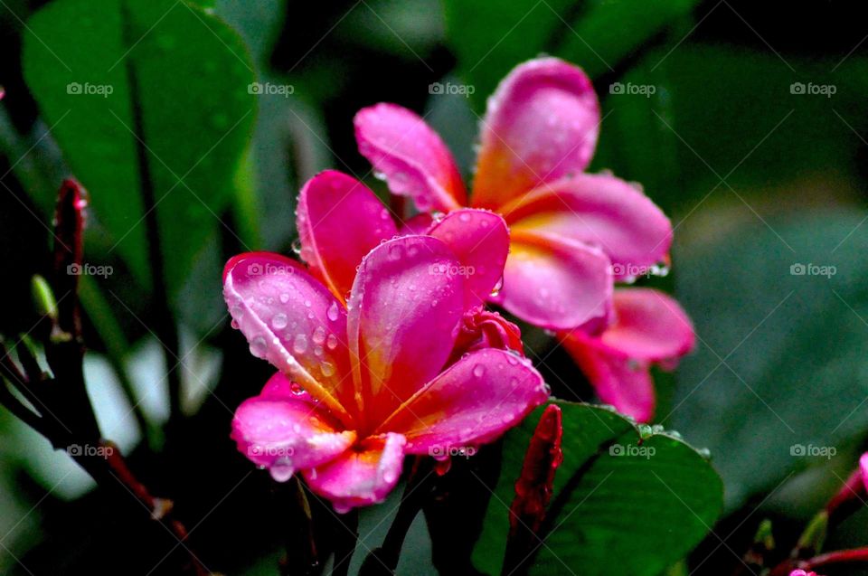 --Kamboja in dew....