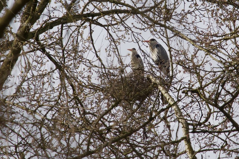 Grey Heron