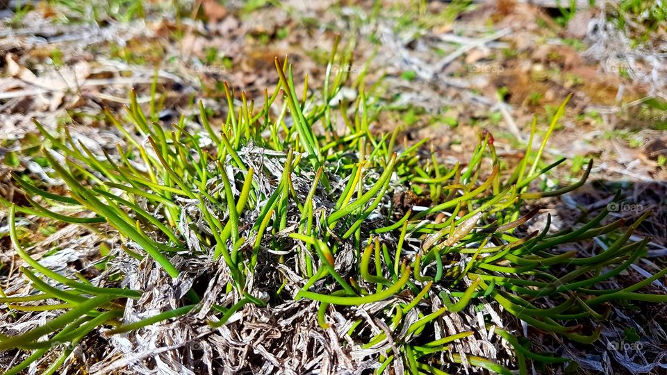 Chives at an early stage.