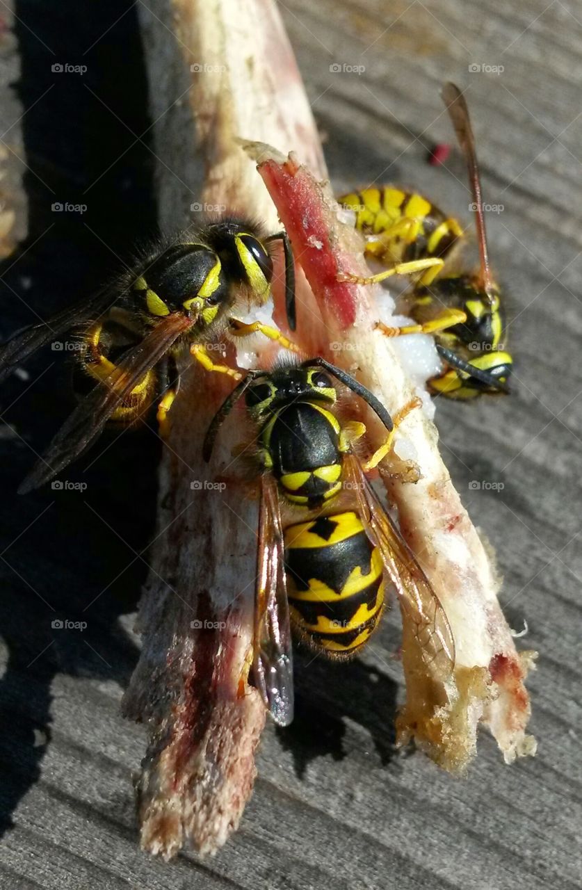 Yellow Jackets' Lunch. Came upon a picnic table with these fine diners enjoying someone's leftovers.