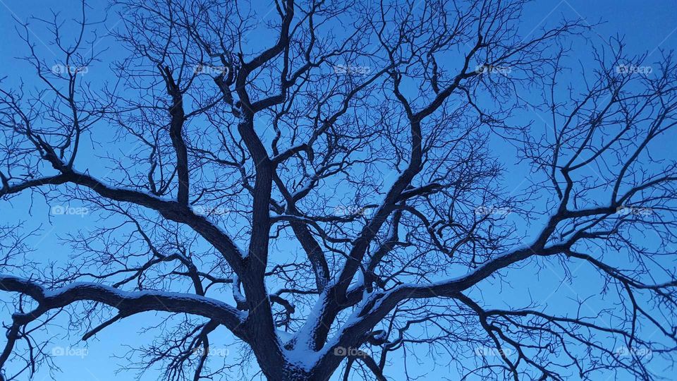 Winter Walnut Creek Tree