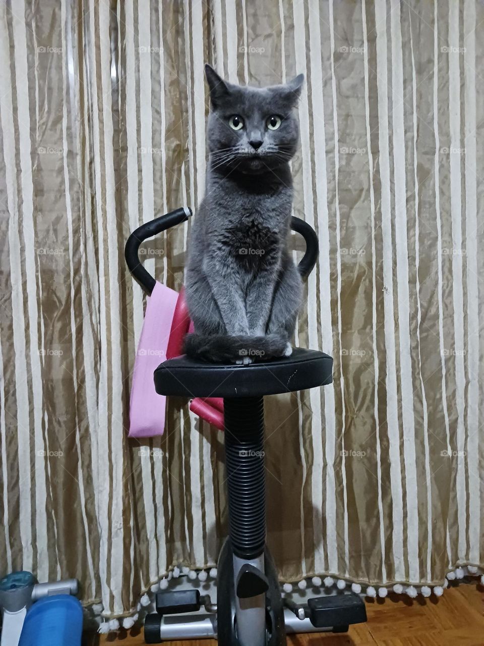 "When the gym becomes the cat's watchtower!"