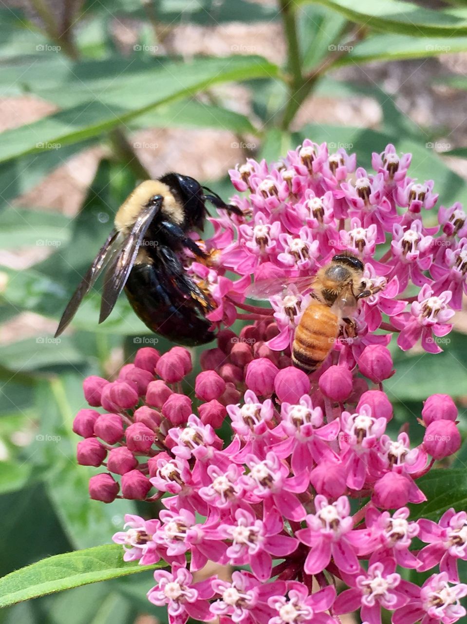 Buzzing side by side 
