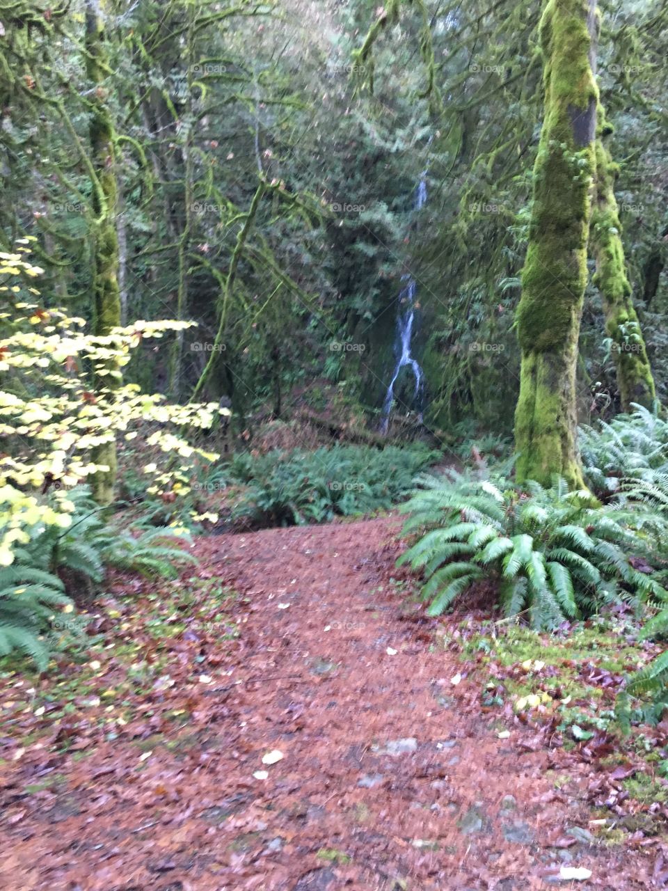 Waterfall into the woods