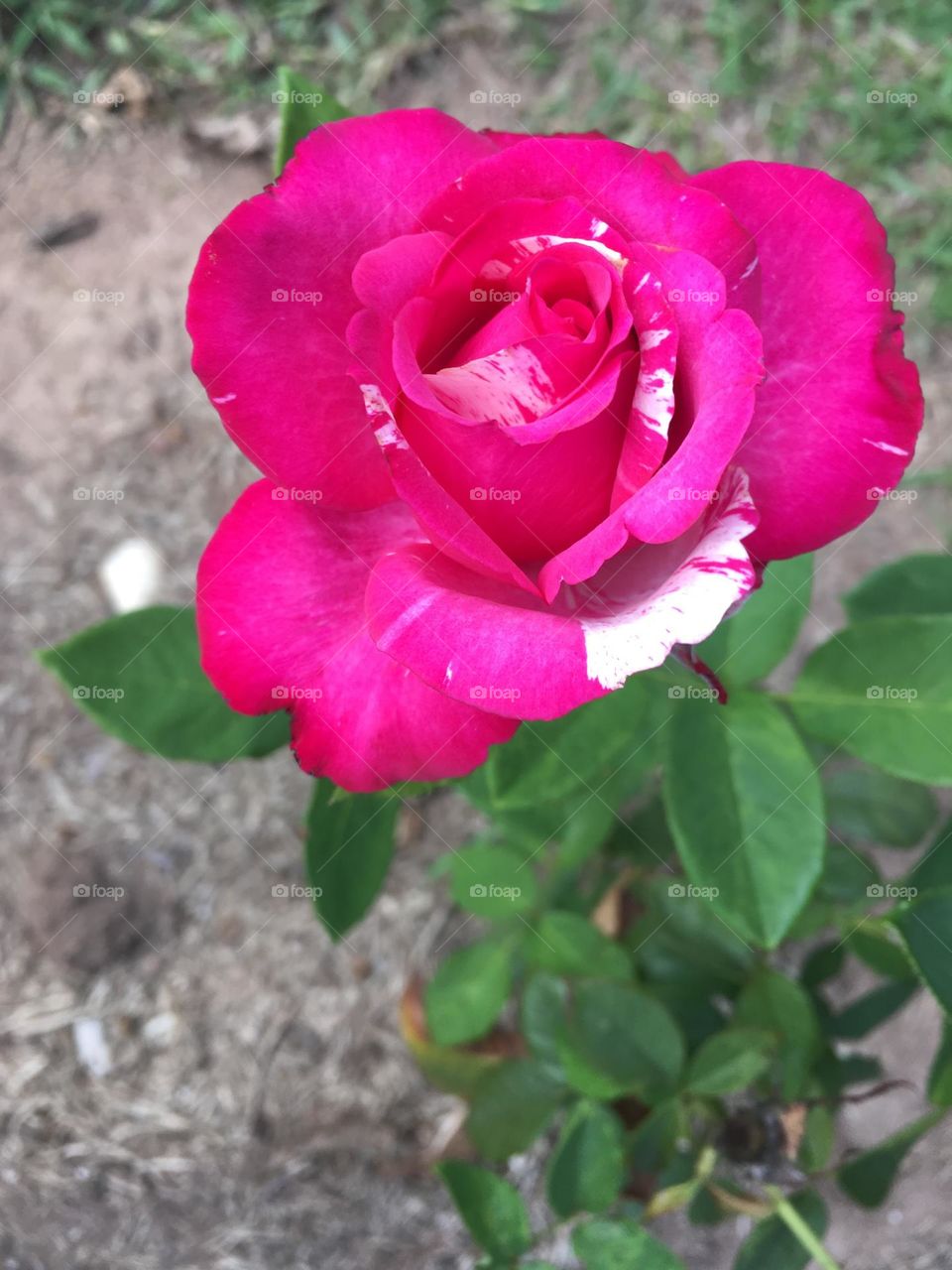 🌹 🇺🇸 Very beautiful flowers to brighten our day.  Live nature and its beauty. Did you like the delicate petals? / 🇧🇷 Flores muito bonitas para alegrar nosso dia. Viva a natureza e sua beleza. Gostaram das pétalas delicadas? 