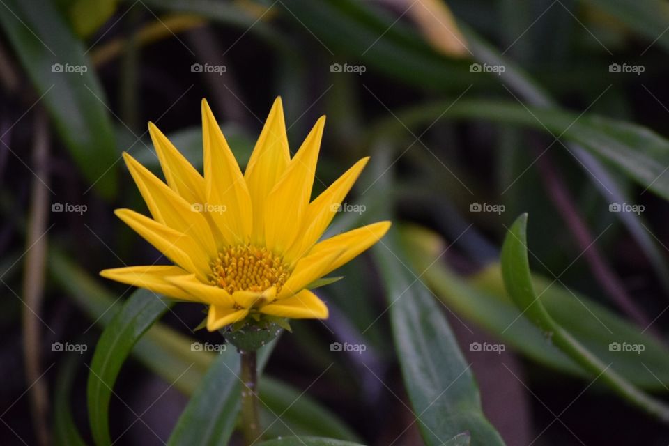 Stunning slower in Australia 