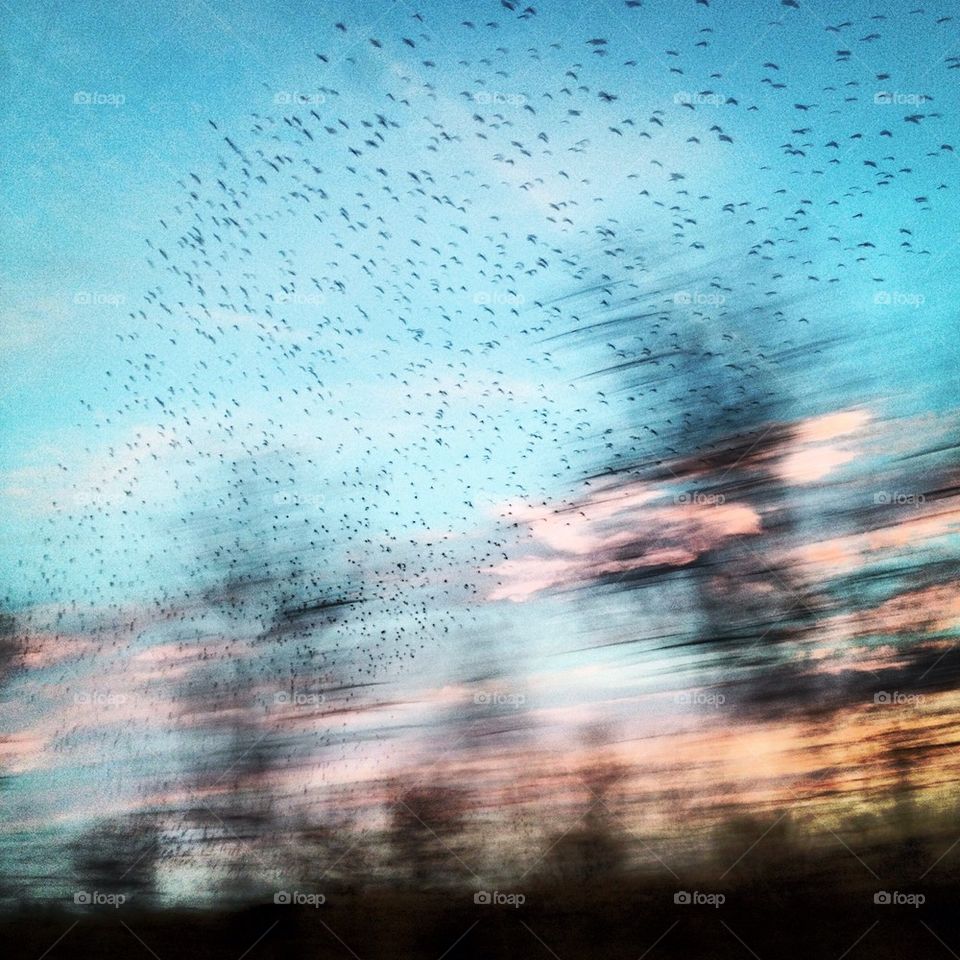 Birds in flight