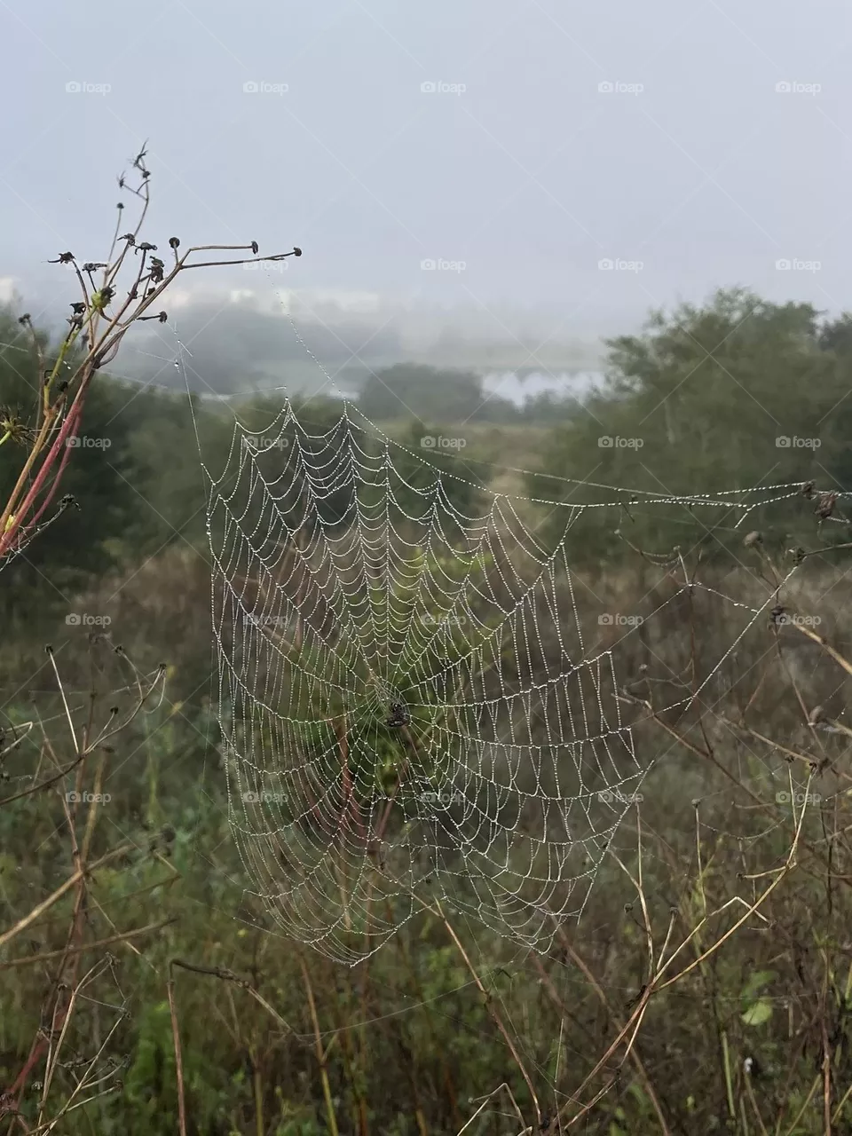 A spider web with dew on a foggy morning in front of a lake 