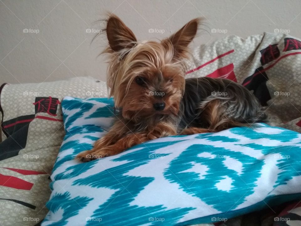 Dog on pillow