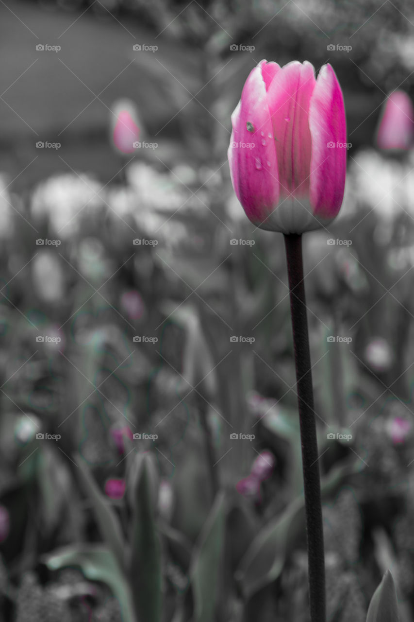 Black and white with pink tulip