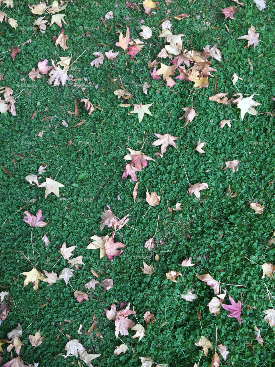 Fall is here. Fall has arrived in New York 

