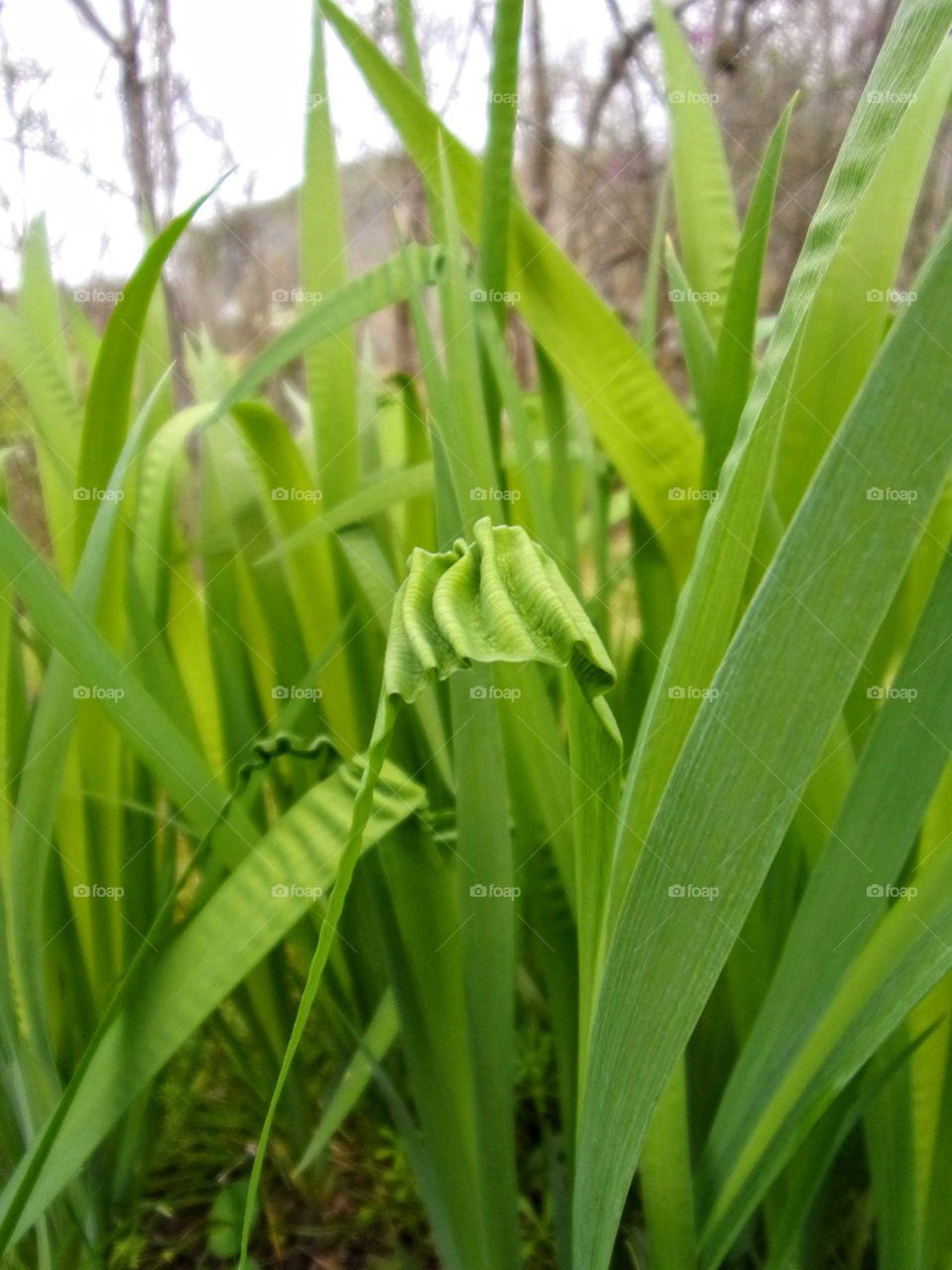 Leaf, Flora, Growth, Nature, Grass