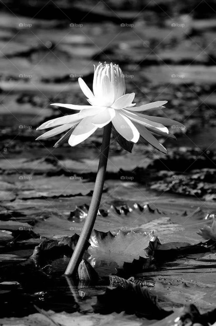 white water lily 