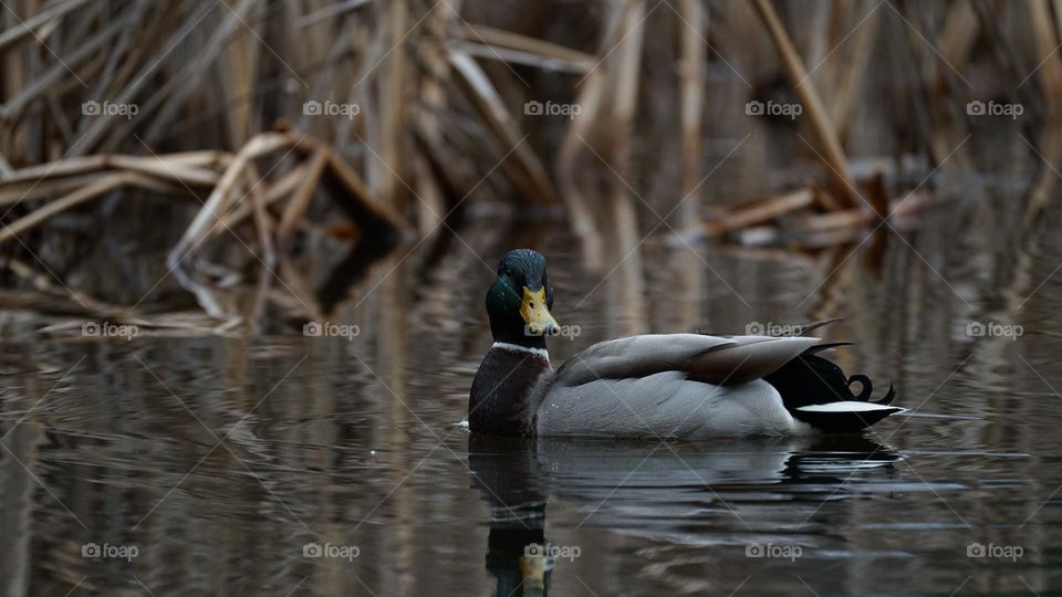 Duck in lake